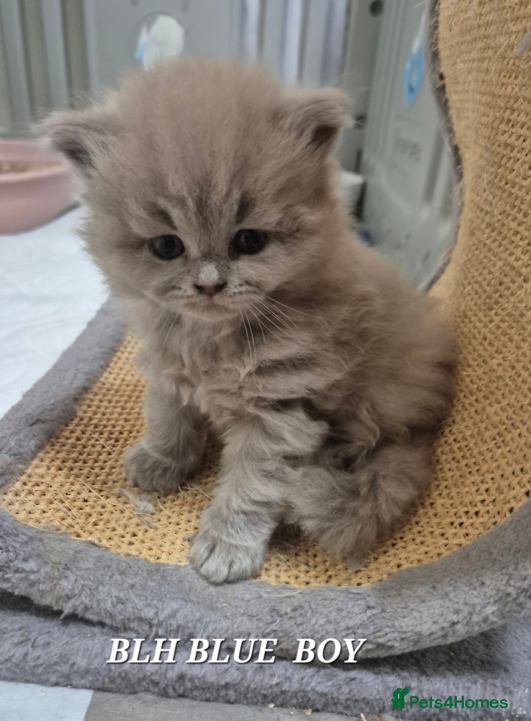 British Shorthair cats for sale: BSH and BLH kittens for new home  - Advert 5