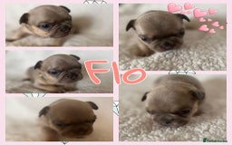 French Bulldog dogs for sale: 7 Stunning Babies ❤️💙 - Image 4