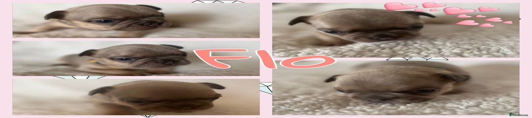 French Bulldog Puppy 5