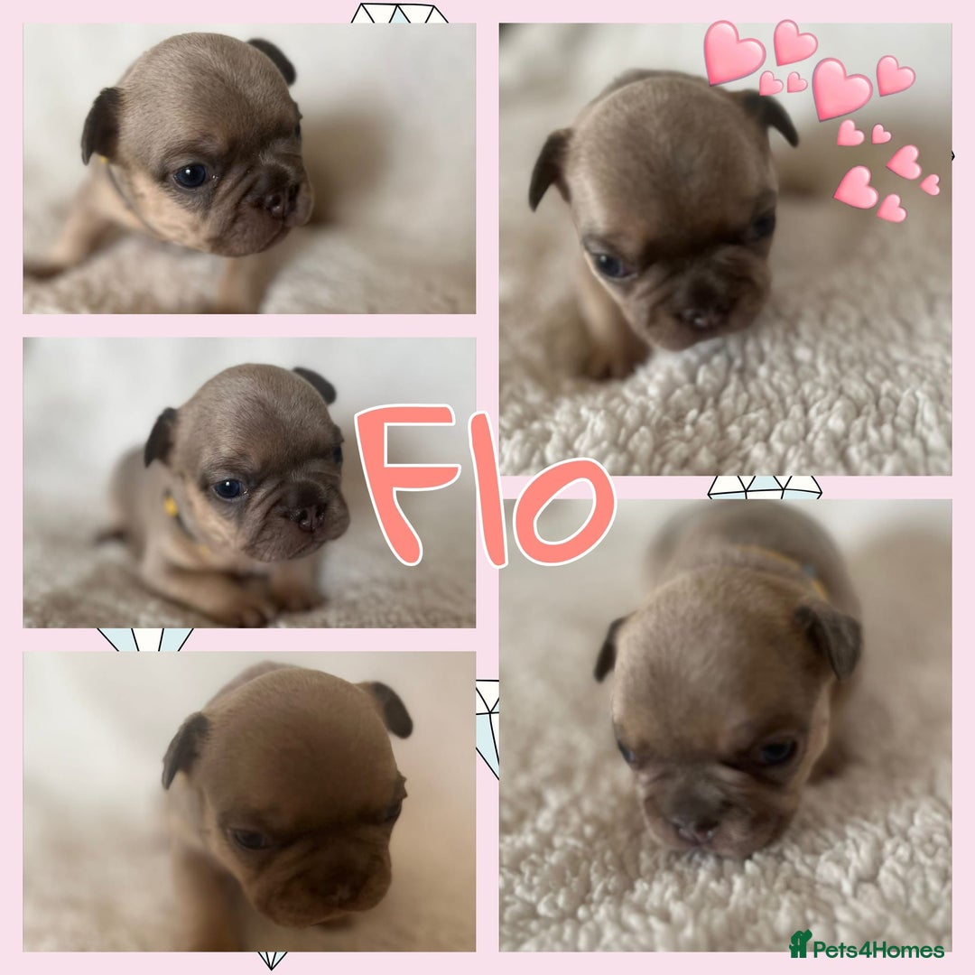 French Bulldog dogs for sale: 7 Stunning Babies ❤️💙 - Image 4