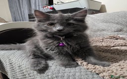 Mixed Breed cats for sale: Adorable fluffy kittens looking for a new home. - Image 4