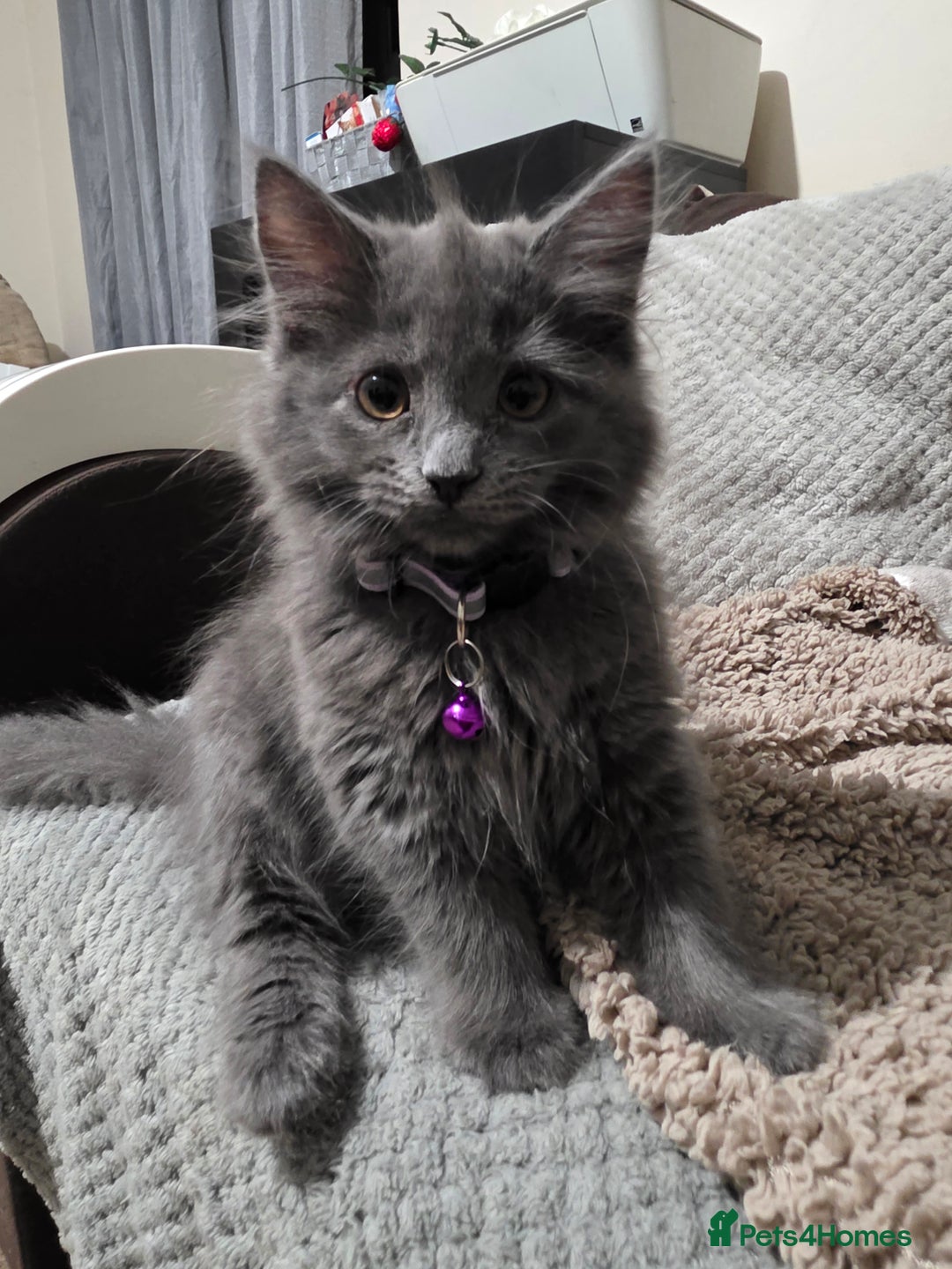 Mixed Breed cats for sale: Adorable fluffy kittens looking for a new home. - Image 4