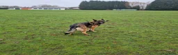 German Shepherd dogs for sale: Stunning german shepherd  - Advert 6