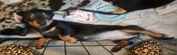 Miniature Dachshund dogs for sale: 🐾KC Silver Dapple - Elite Show Lines - 2.2% COI🐾 - Advert 19