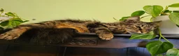Mixed Breed cats for sale: Beautiful Male Kitten - Advert 9