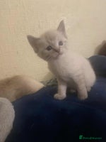 Ragdoll cats - Advert 9