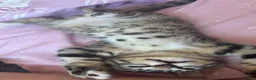 Bengal cats for sale: 4 x Beautiful Male Bengal Cross - Advert 15