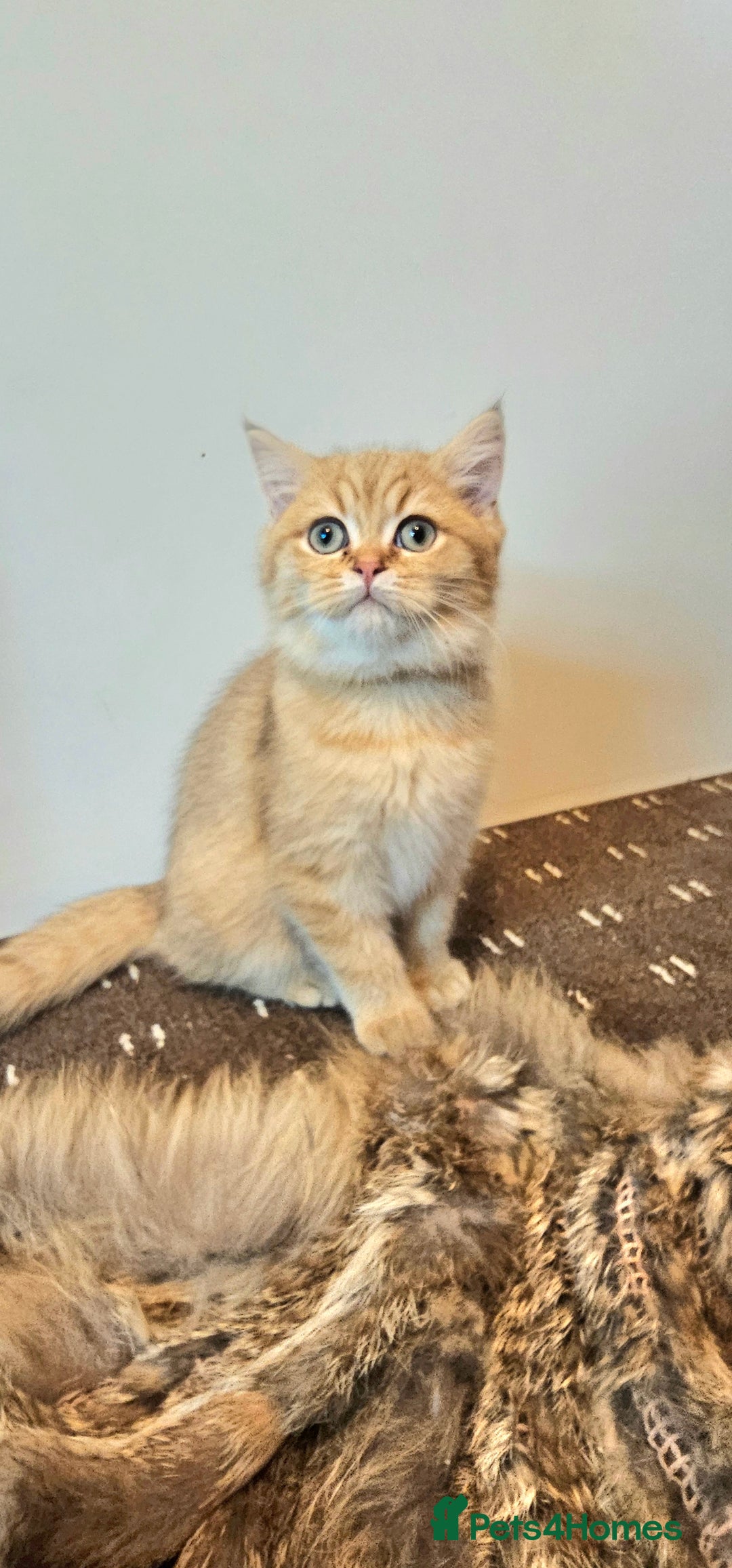 British Shorthair cats for sale: BSH GOLDEN KITTENS - Advert 27