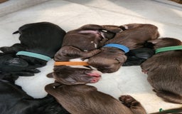 Cocker Spaniel dogs for sale: Cocker Spaniel Puppies (Leave December 1st🎄🐕💖) - Image 7