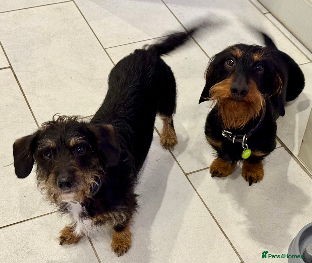 Dachshund dogs for sale: Gorgeous Standard wire haired & smooth Dachshunds - Advert 23