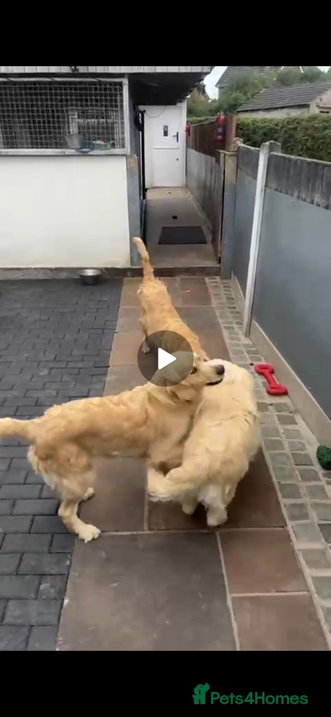 Golden Retriever dogs for sale: 13Week Golden Ret Puppy Healthy, LovingHome Needed - Image 5