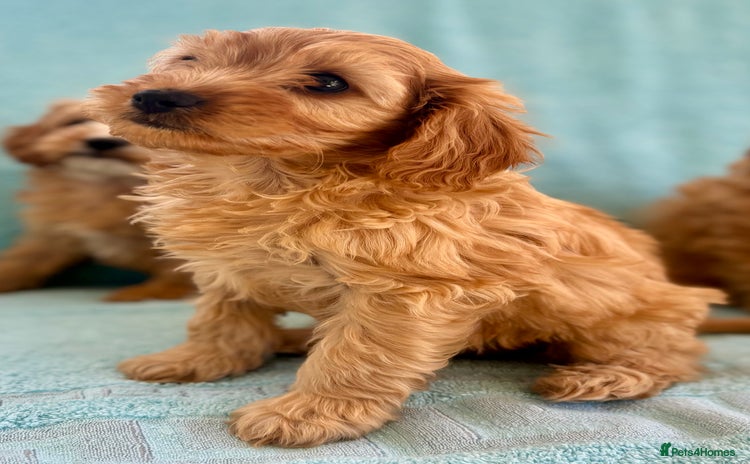 Cavapoo dogs - Advert 2