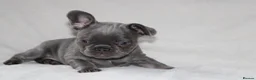 French Bulldog dogs for sale: 💜BLUEBELLE  THE LAST LITTLE BLUE GIRL 💜 - Advert 5