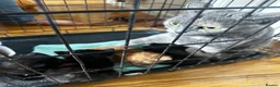 Mixed Breed cats for sale: Beautiful kittens - Advert 2