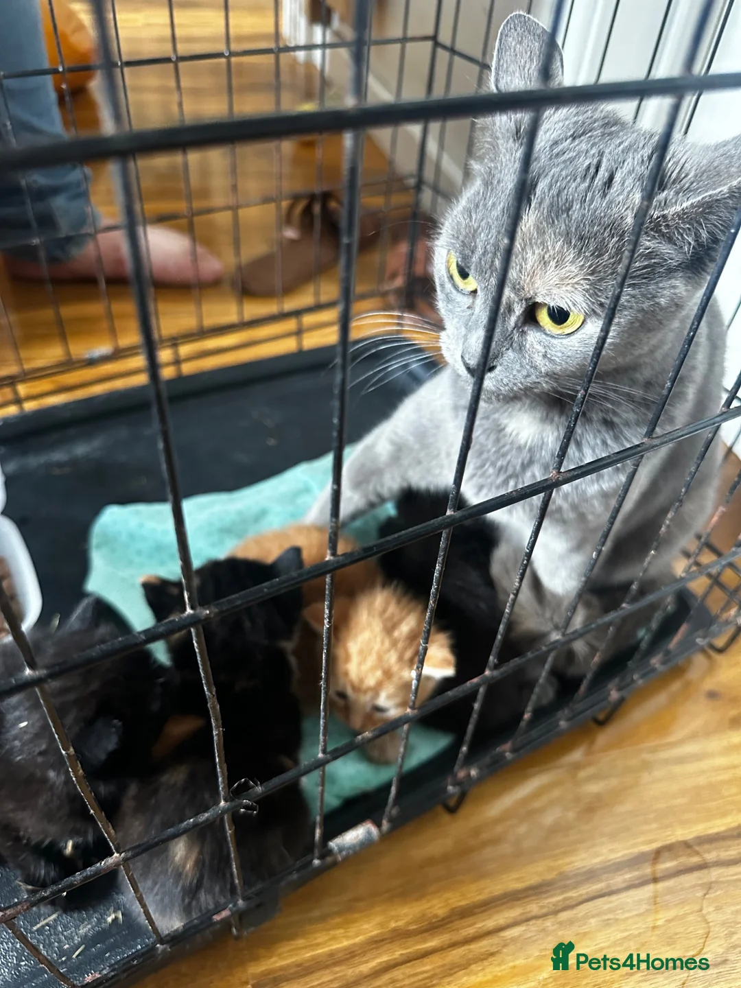 Mixed Breed cats for sale: Beautiful kittens - Advert 2