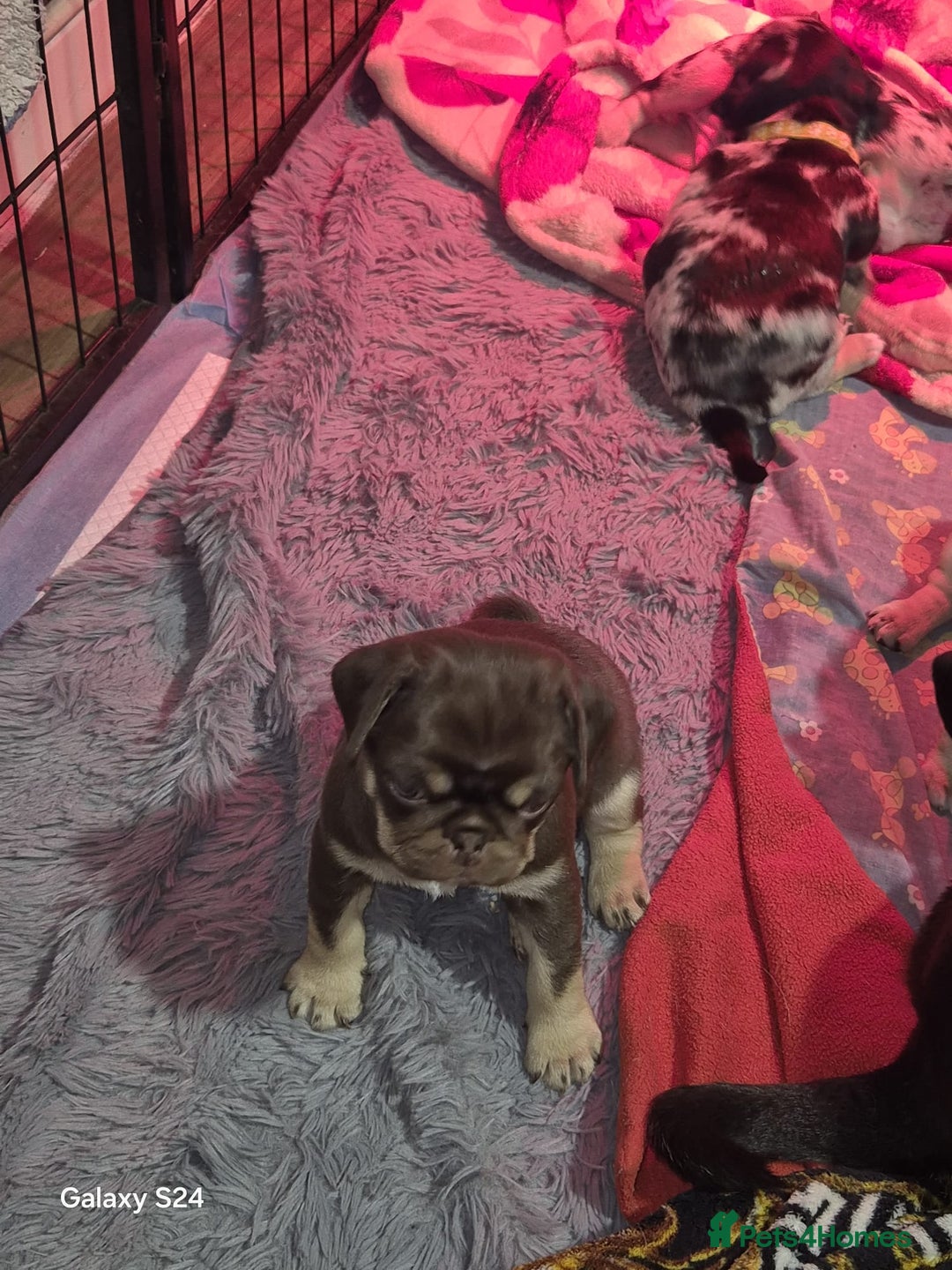 Pug dogs for sale: KC reg Pug puppies  - Advert 14