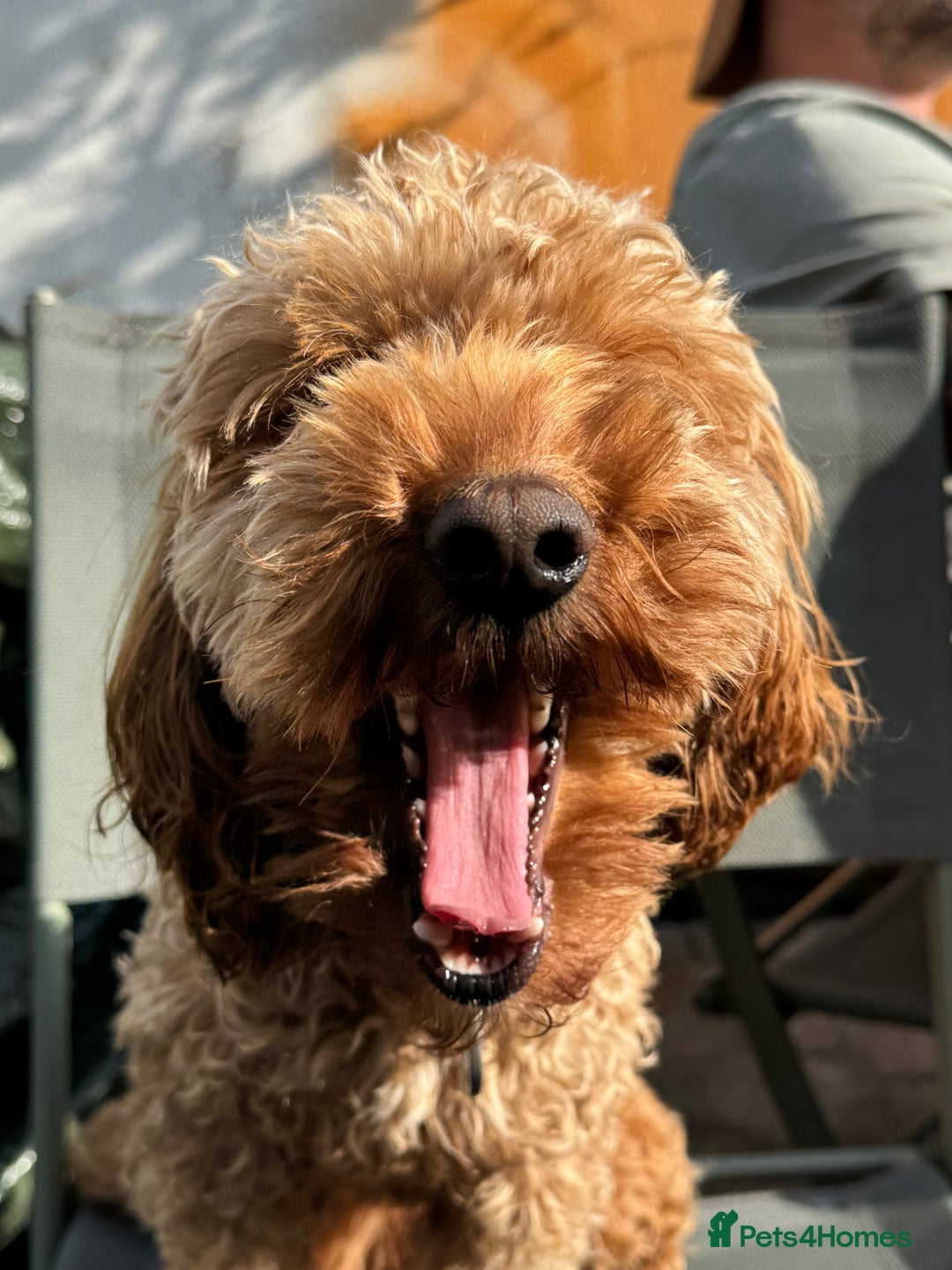 Cockapoo dogs for sale: Cockapoo male - Advert 3