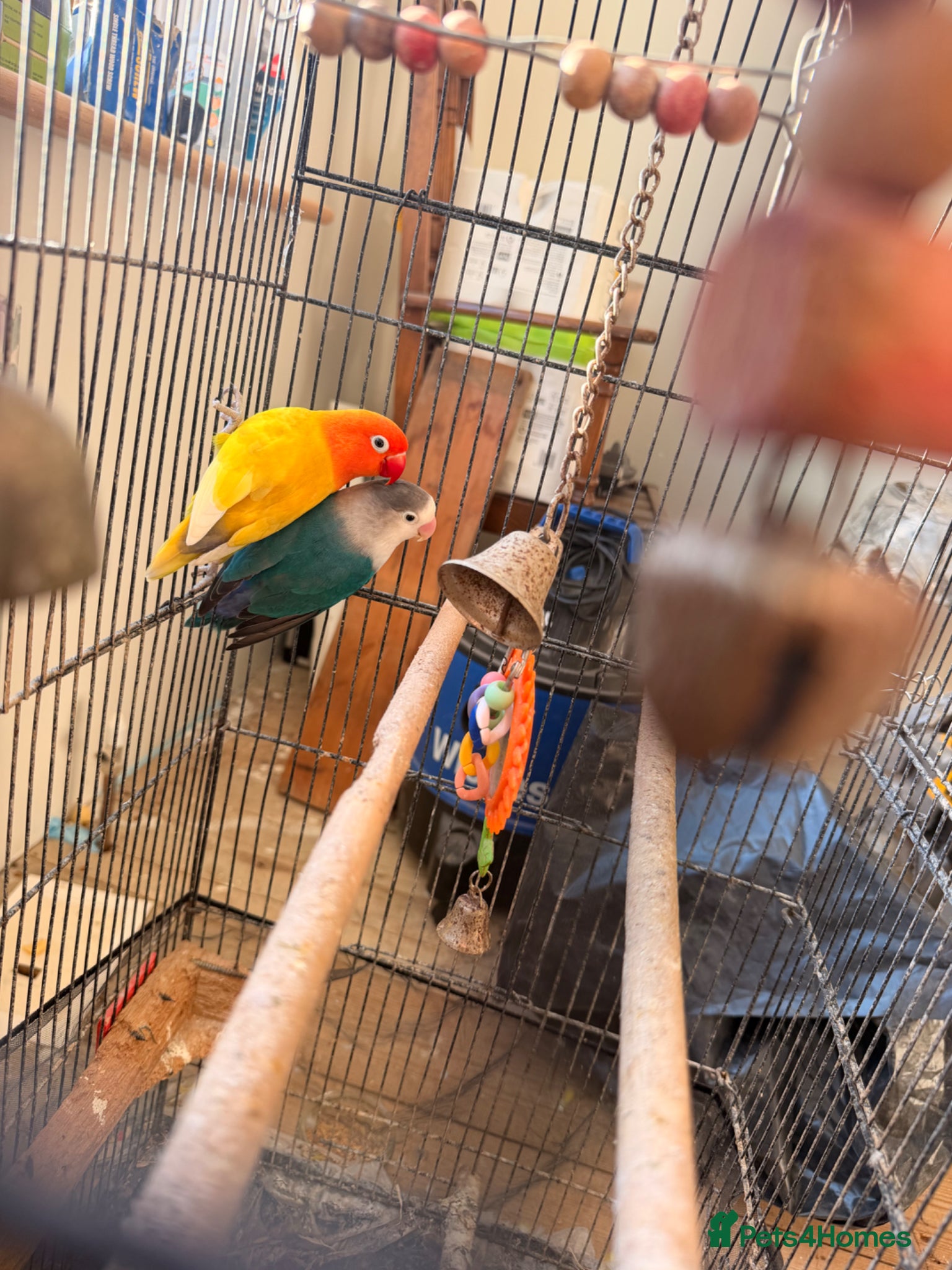 Lovebirds birds for sale: Lovely birds for sale - Advert 5