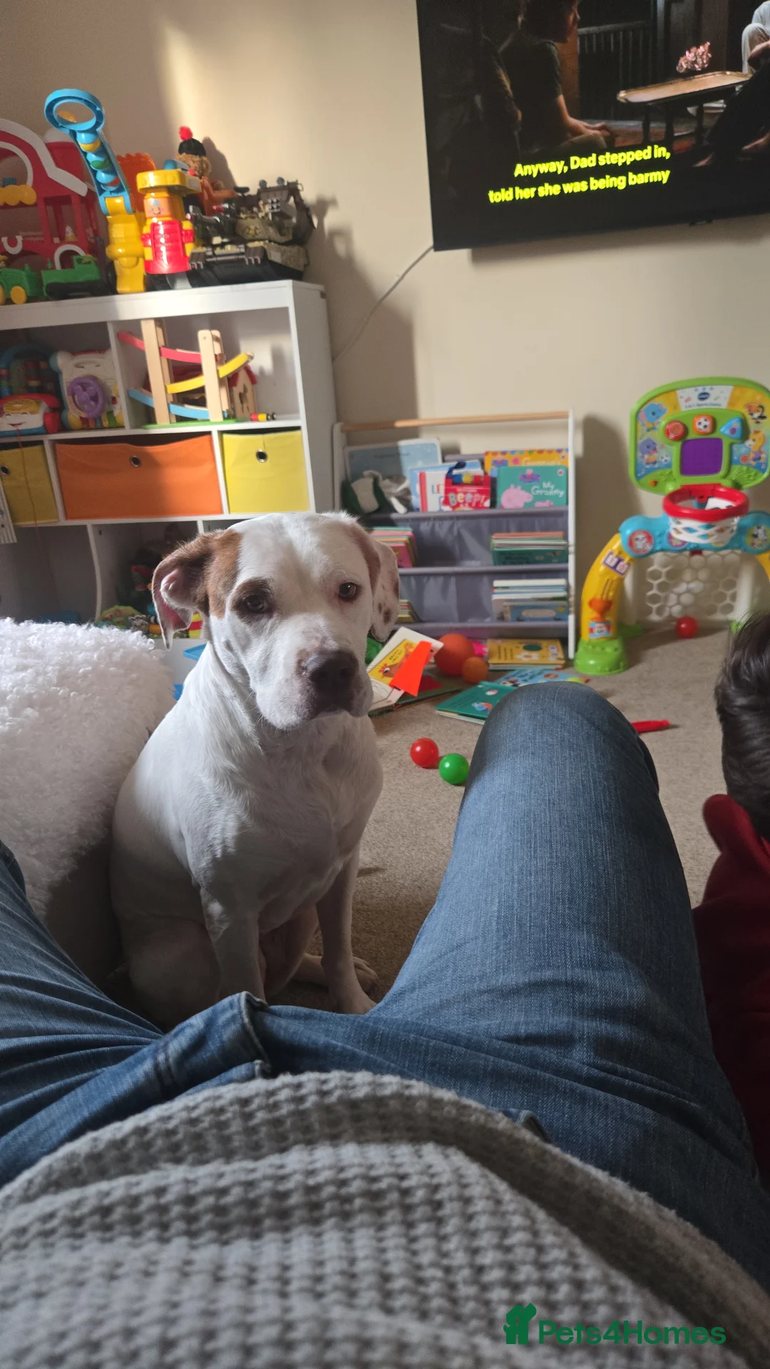 Mixed Breed dogs for sale: Staffy mixed breed - Advert 6