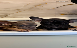 French Bulldog dogs for sale: MICRO LINES French bulldog boy HEAVILY REDUCED  - Image 21