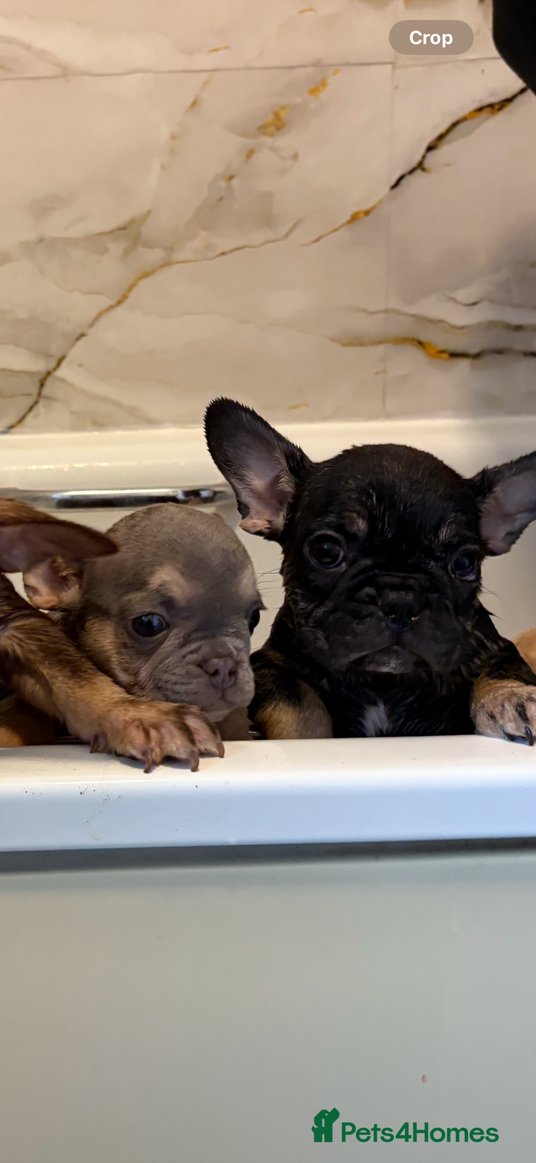 French Bulldog dogs for sale: MICRO LINES French bulldog boy HEAVILY REDUCED  - Image 21