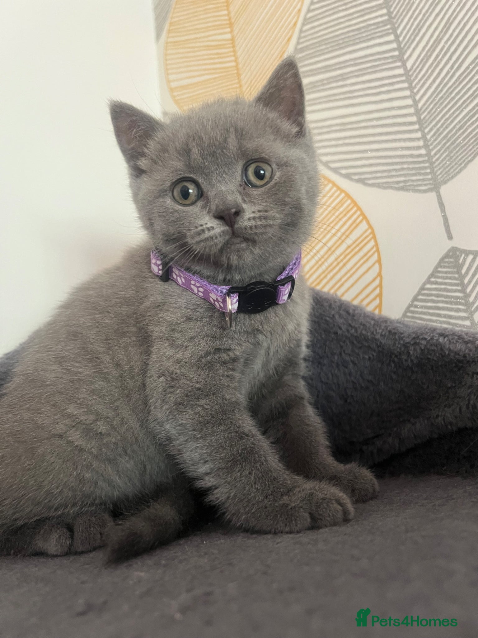 British Shorthair cats ✨Beautiful Chunky British Shorthair Kittens - Advert 1
