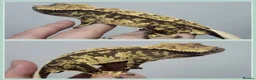 Gecko reptiles for sale: Various Crested Geckos - Advert 10