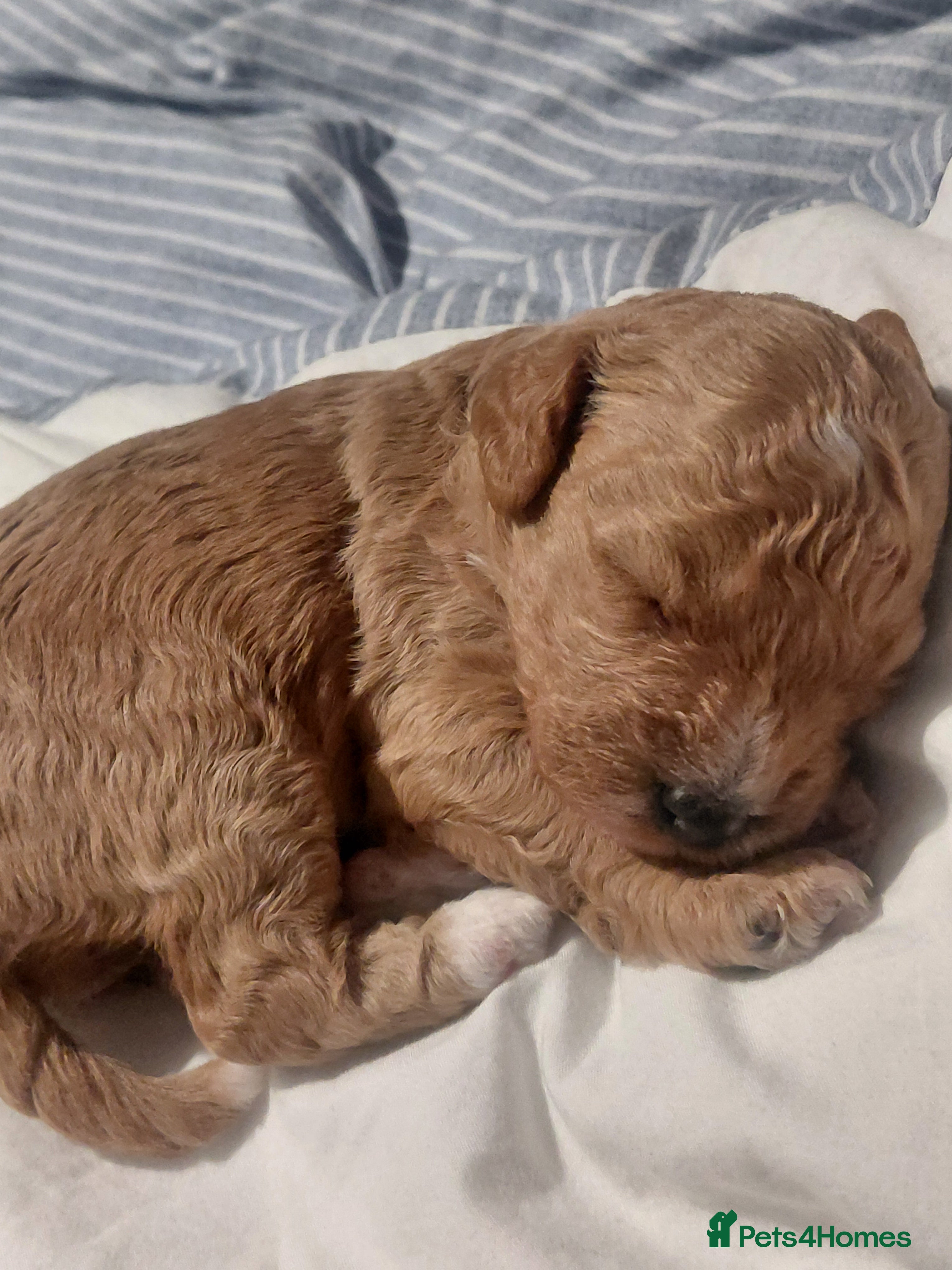 Cockapoo dogs Beautiful cockapoo puppies - Advert 1