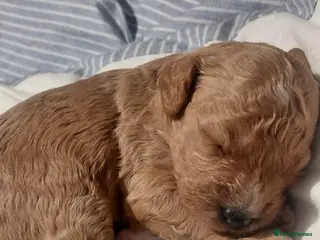 Cockapoo dogs Beautiful cockapoo puppies - Advert 1