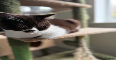 British Shorthair cats - Advert 7