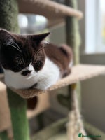 British Shorthair cats - Advert 7