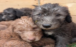 Bedlington Terrier dogs for sale: Bedlington terriers - working stock - Image 11