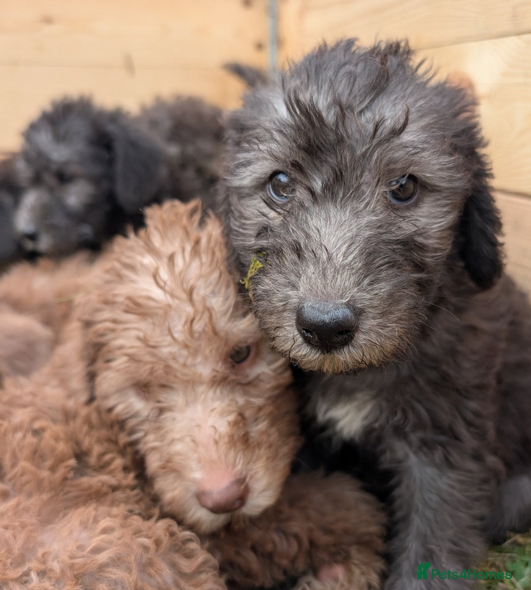 Bedlington Terrier dogs for sale: Bedlington terriers - working stock - Image 11
