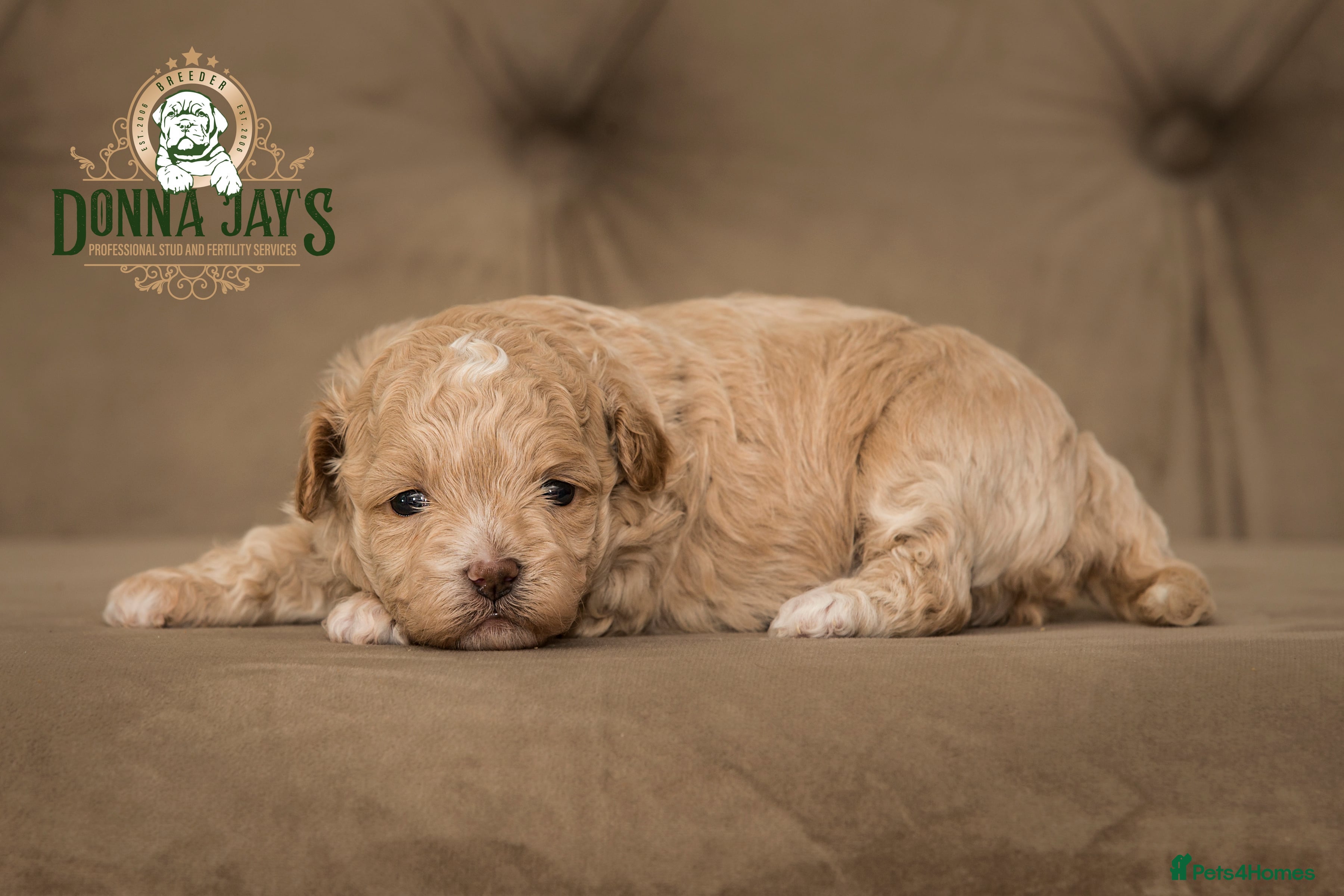 Shihpoo dogs ✨Exclusive Shihpoo Girl Special Home Required  - Advert 3