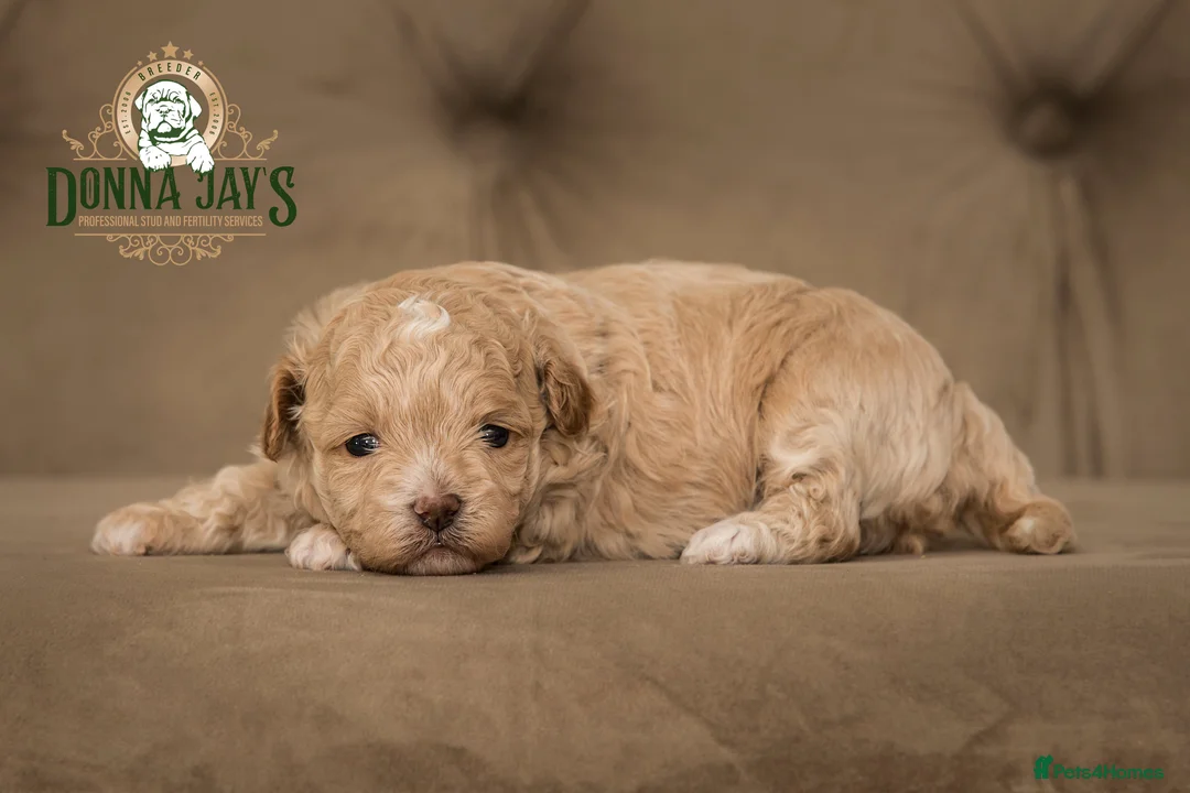 Shihpoo dogs for sale: ✨Exclusive Shihpoo Girl Special Home Required  in Stafford - Advert 1