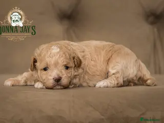 Shihpoo dogs ✨Exclusive Shihpoo Girl Special Home Required - Advert 10