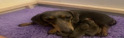 Miniature Dachshund dogs for sale: 2 girls, 1 boy KC reg miniature Daschund puppies - Advert 1