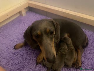 Miniature Dachshund dogs 2 girls, 1 boy KC reg miniature Daschund puppies - Advert 1
