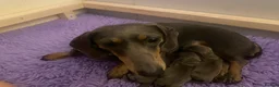 Miniature Dachshund dogs for sale: 2 girls, 1 boy KC reg miniature Daschund puppies - Advert 2
