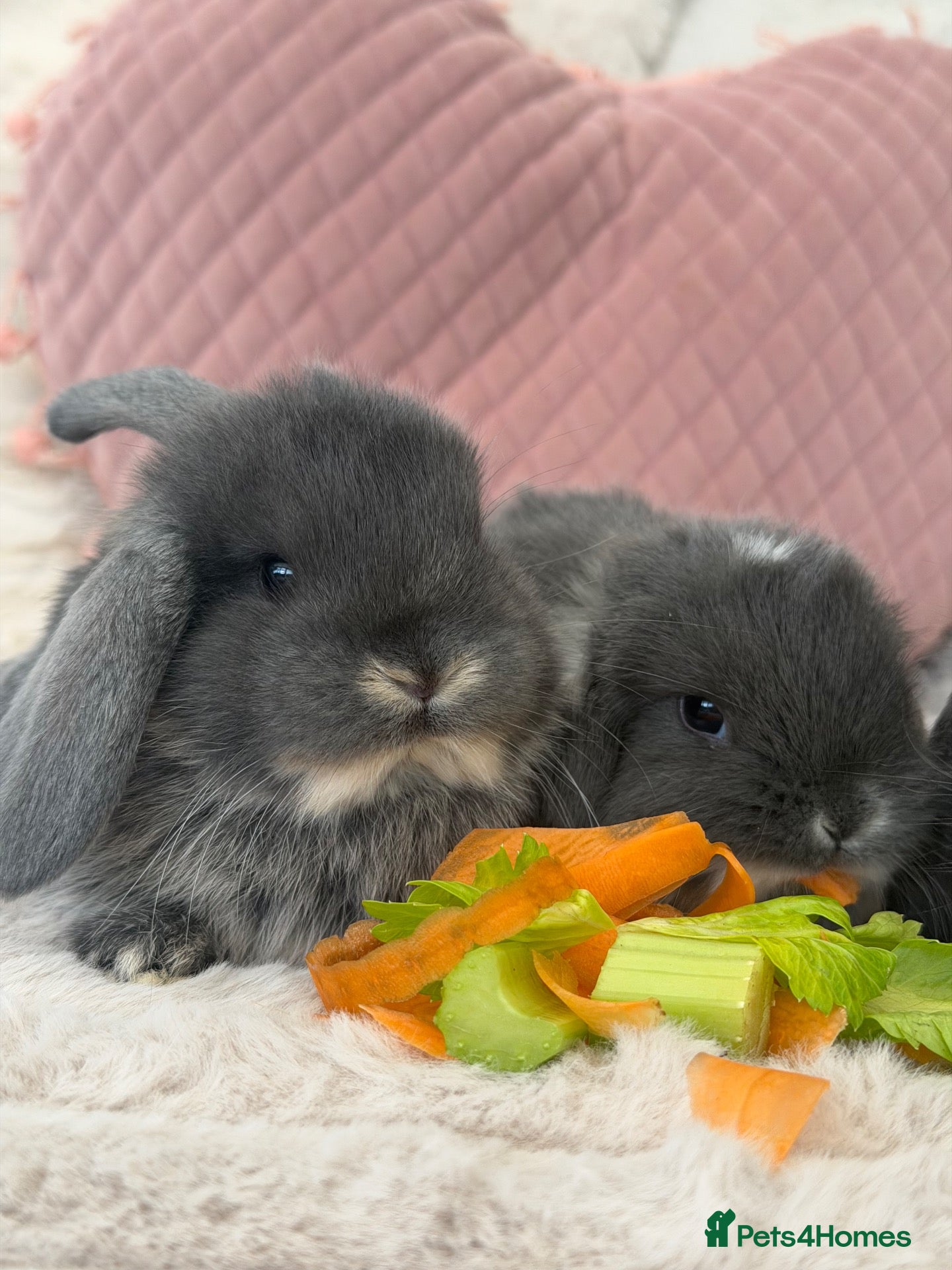 Mini Lop rabbits Cute Blue Mini Lop Babies  - Advert 1