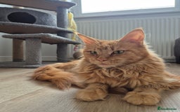 Maine Coon cats for sale: TICA - Maine Coon – 5 Boys Looking for Loving Home - Image 19