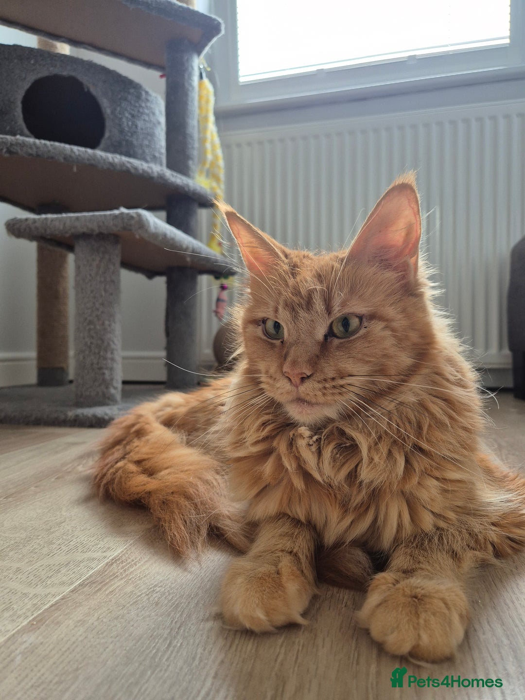 Maine Coon cats for sale: TICA - Maine Coon – 5 Boys Looking for Loving Home - Image 19