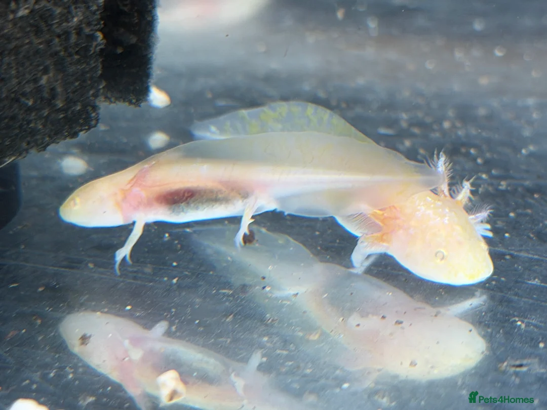 Axolotl reptiles for sale: Axolotl - Advert 8