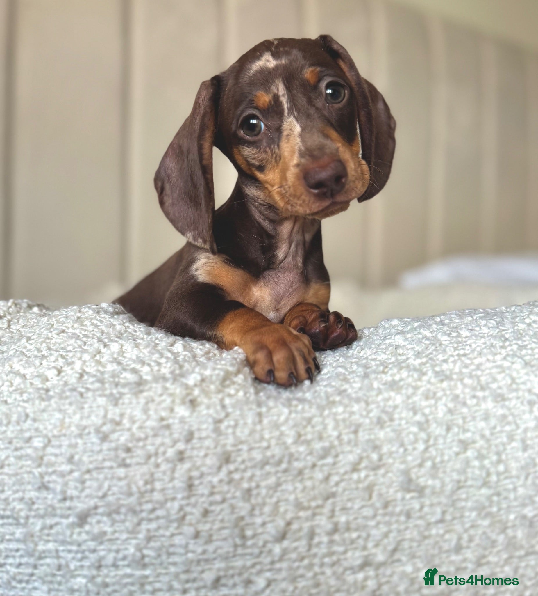 Miniature Dachshund dogs 🌸stunning female mini dachshunds 🌸 - Advert 1