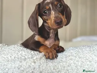 Miniature Dachshund dogs 🌸stunning female mini dachshunds 🌸 - Advert 1
