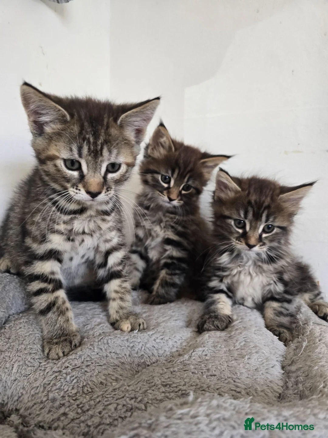 Maine Coon cats for sale: Beautiful Maine coon x - Advert 1