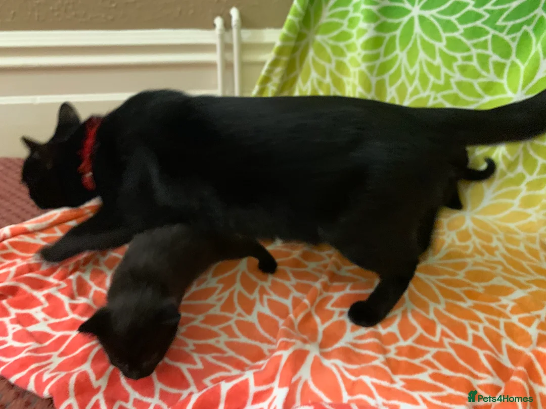 Bombay cats for sale: 🐾 Loving Homes Wanted for 4 Roxy’s Kittens 🐾 - Advert 14