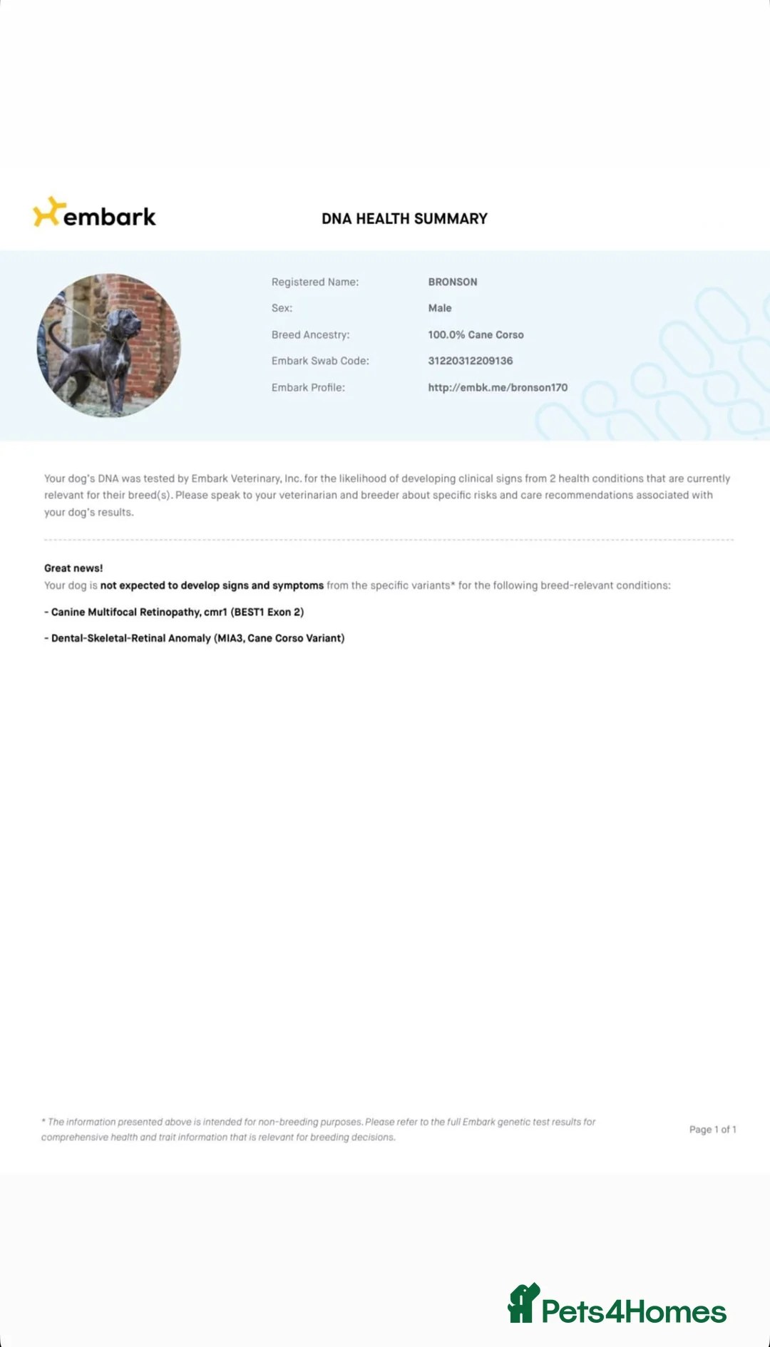 Cane Corso dogs for sale: Gorgeous Cane Corso  - Advert 13