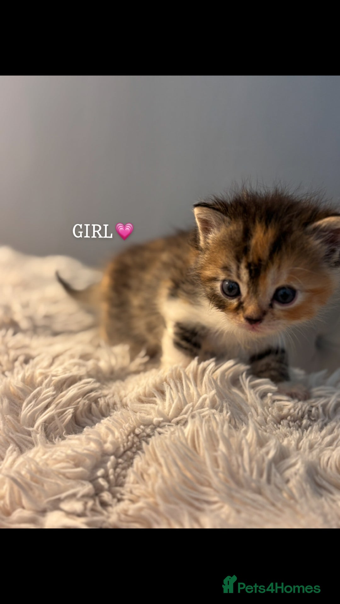 Persian cats for sale: Persian x bengal kitten left  - Image 5