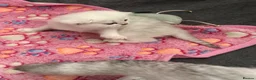 British Shorthair cats for sale: 1 Girl Left - British Shorthair Silver Kittens - Advert 9